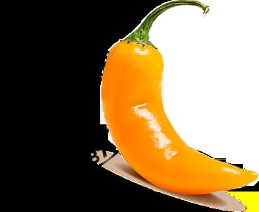 logo da continental com uma pimenta amarela
